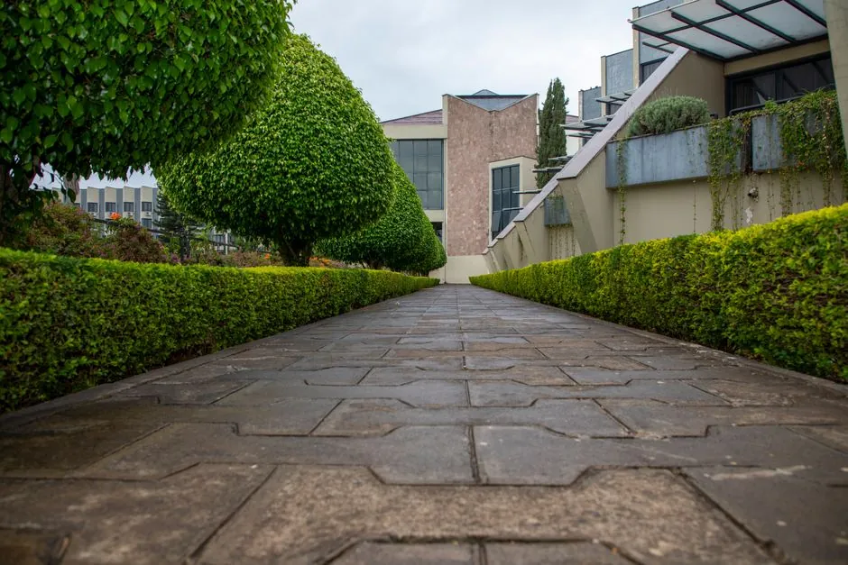 Entretien et taille de jardin paysager