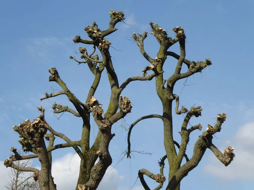 Elagage et taille d'arbres
